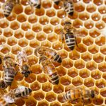 api con alveare per sito
