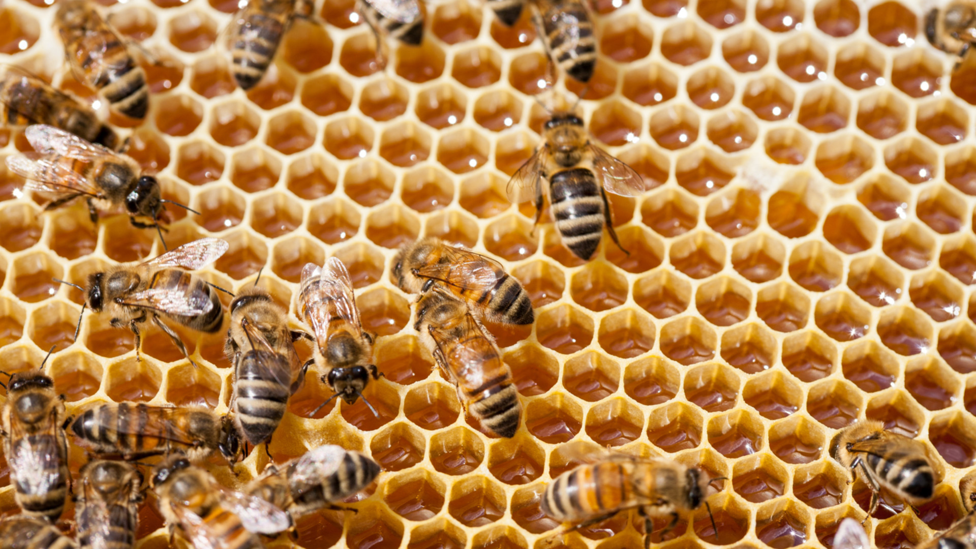 api con alveare per sito