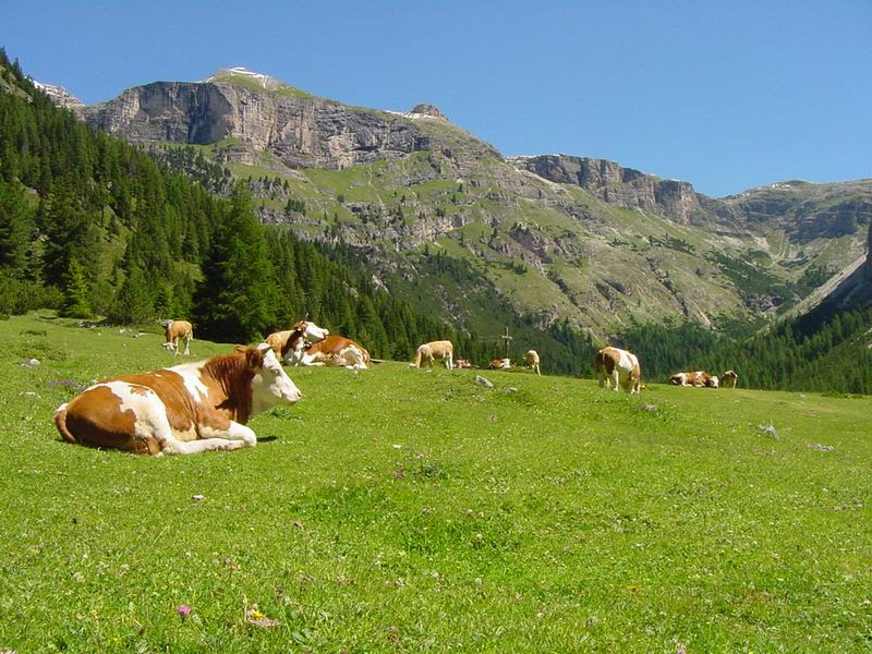 agricoltura vacche